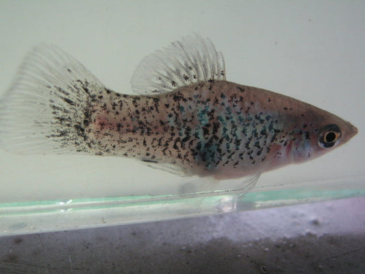 Blue Dalmation Platy