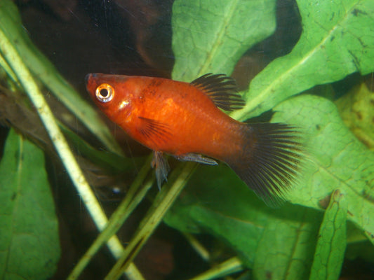 Dwarf Coral Red Wag Platy
