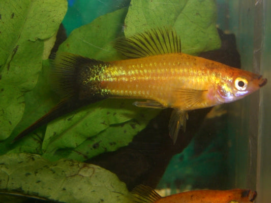 Gold Wag Swordtail