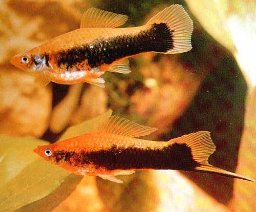 Red Tuxedo Swordtail